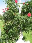 IMG_3567.jpg (89kb)
